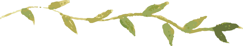 plant02