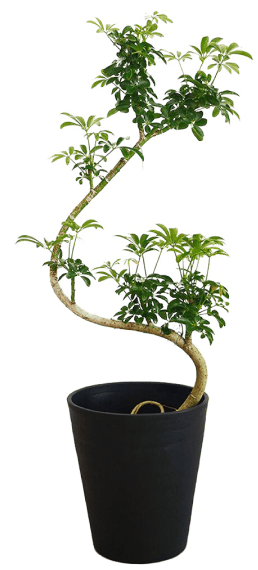 plant03
