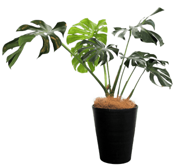 plant04