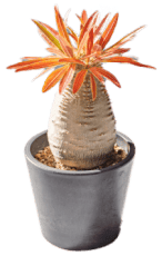 plant05