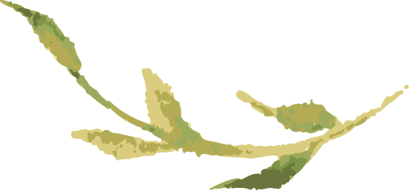plant06